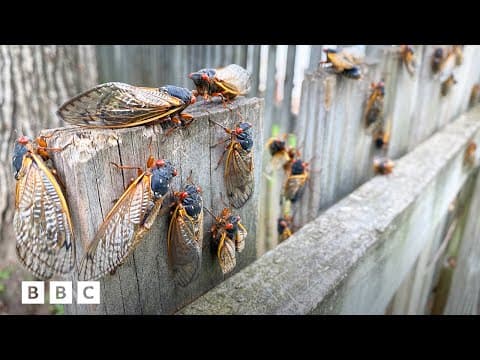 The 2024 double cicada emergence