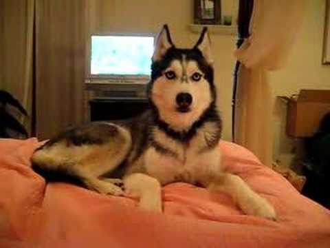 Husky Dog Talking - 'I love you'