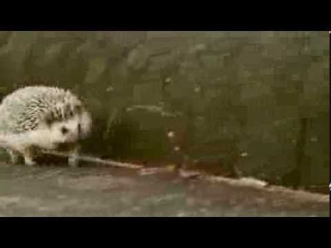 Happy Running Hedgehog (Marutaro)