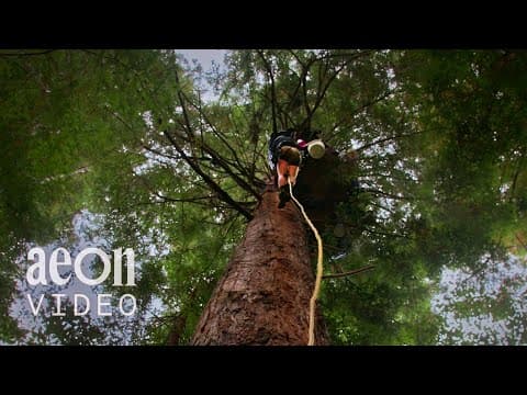 Sentinels — the tree-sitters
