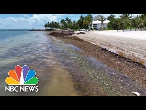 The great Atlantic sargassum belt