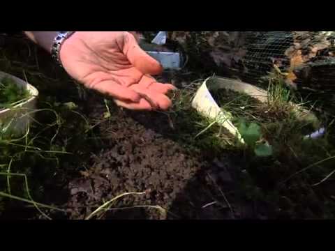 Earthworm Invaders