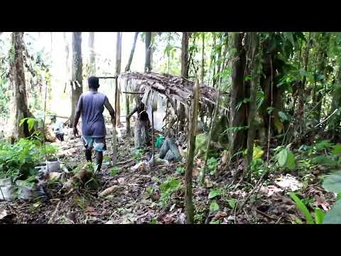 Visiting our newly planted trees on Kolombangara