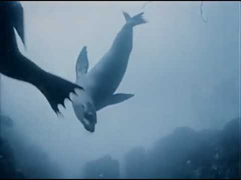 E15 The Dragons of Galapagos - The Undersea World Of Jacques Cousteau - 24 February 1971