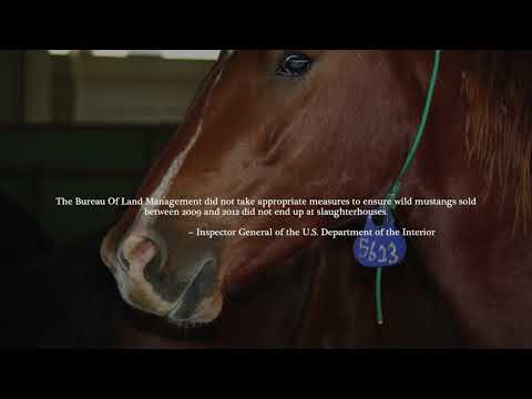 MANAGING WILD HORSES TO EXTINCTION ...Retirement Homes???