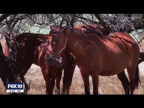 AZ nonprofit working to maintain wild horse herd, but some are refusing their help