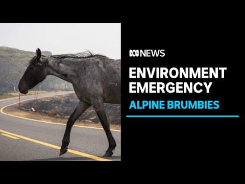 Brumbies likely to face further culls after survey finds 14,000 wild horses in Kosciuszko | ABC News