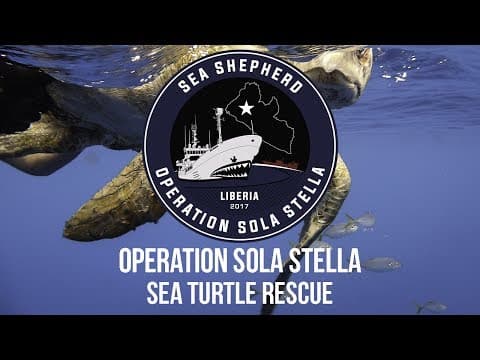Operation Sola Stella: Turtle Rescue