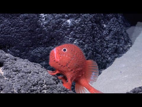 Seamounts of the Southeast Pacific