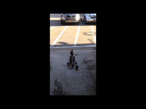 Mighty Ducks bei Heinen