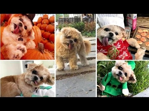Marnie the Dog Helping Hospitalized Kids