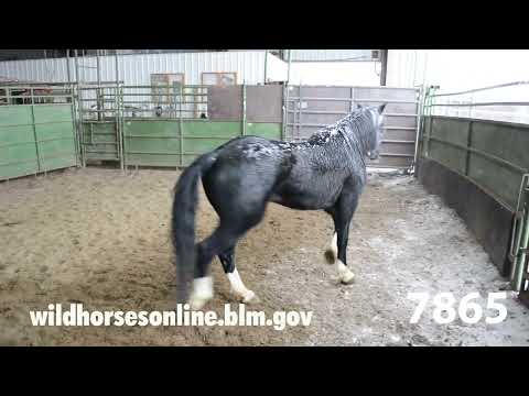 Wild Horse Adoption January 2023