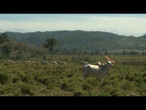 Cattle on the cleared land
