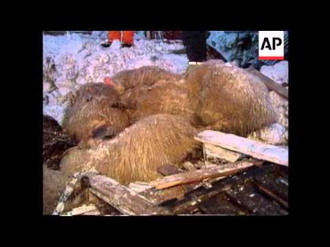 The 1995 Súðavík avalanche