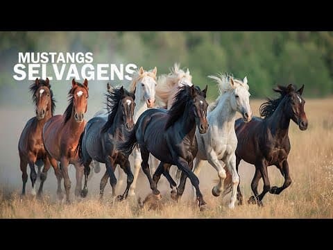 Oeste Americano, o último santuário dos Mustangs Selvagens