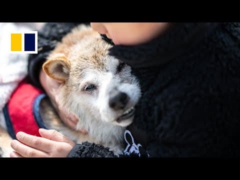 'Doge' meme dog dies