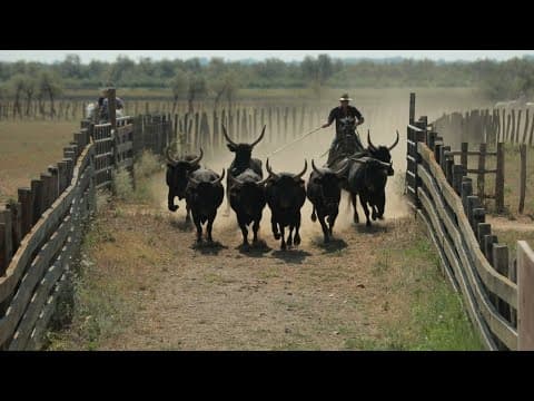Caractères de Camargue • FRANCE 24