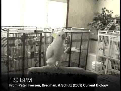 Study Finds Snowball Can Really Dance