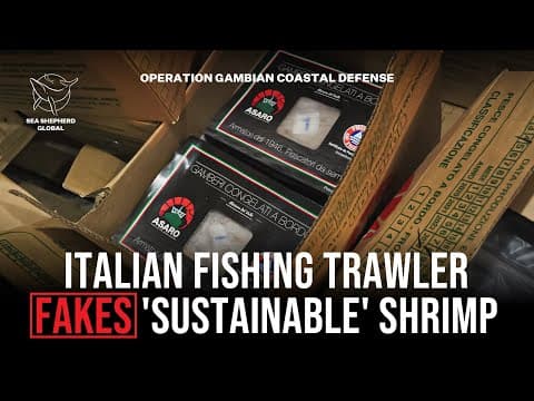 Italian Trawler Arrested in The Gambia with “Sustainably Caught Shrimp” Bound for Europe