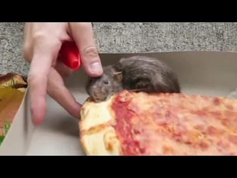 A New Pizza Rat Takes the Streets of New York