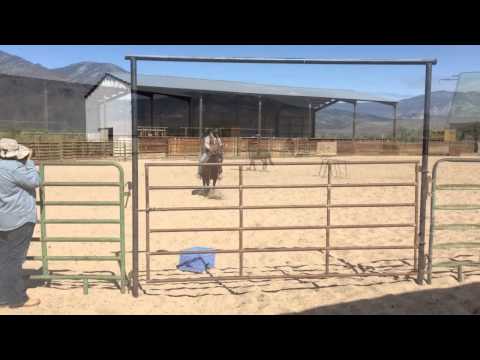 Extreme Mustang Makeover Trainer Andrew Rempp and horse Hector