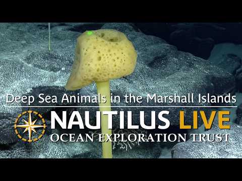 Variety of Deep Sea Animals in the Marshall Islands | Nautilus Live