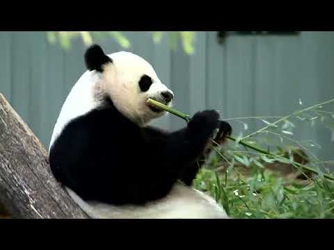How panda diplomacy works