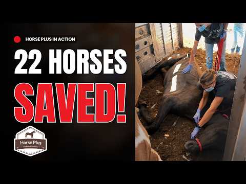 22 Saved From Slaughter | September Almost Live Buyout Intake and Assessment