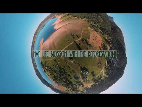 Boomland Reforestation (2018-2019)