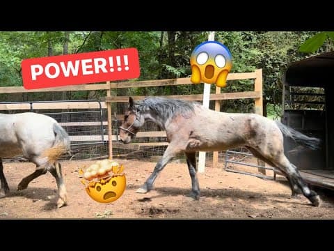 OUR BLM MUSTANG JOURNEY BEGINS!!