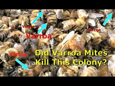 The varroa mite and colony collapse