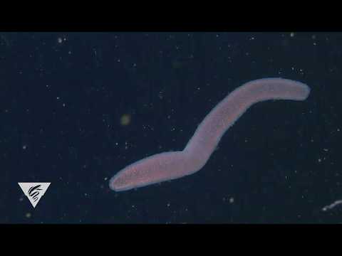 Pyrosomes are free-floating, bioluminescent colonial tunicates