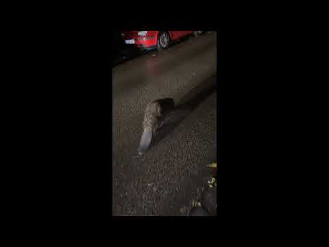 Bóbr Kurwa! (Kurwa Beaver)