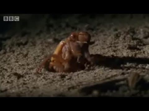 The Cicada Life Cycle