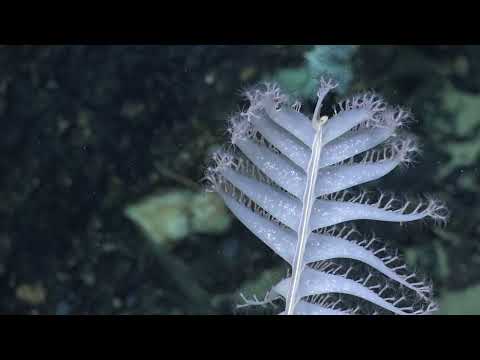 Health diagnostics of deep-sea coral