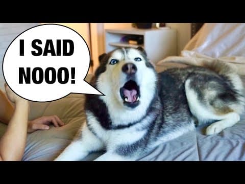 My Husky REFUSES To Take A Bath! (She Argues!)