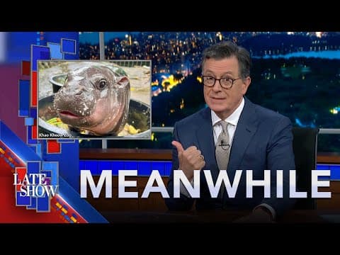 Meanwhile... Moo Deng The Tiny Hippo