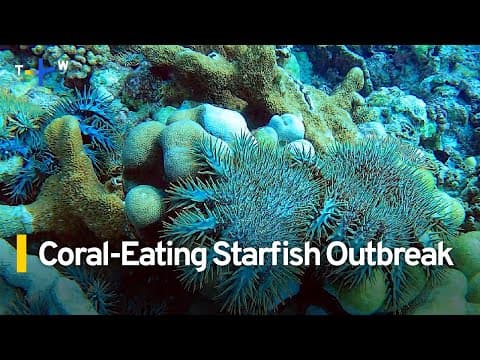 Crown-of-thorns starfish outbreaks