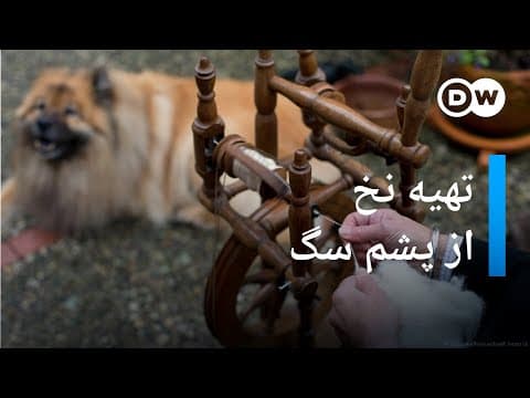 نخی که از پشم و کرک سگ تهیه می شود
