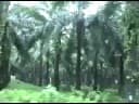 Oil palm plantation and processing mill