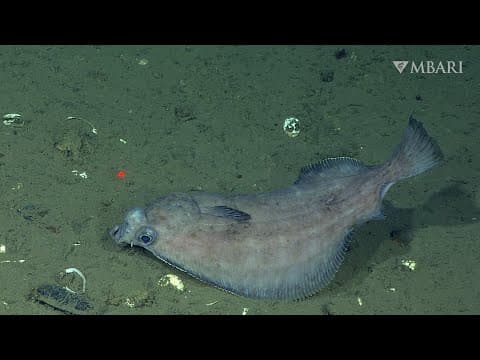 5 mesmerizing minutes of flowing flatfishes to help you unwind