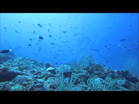 Munda diving