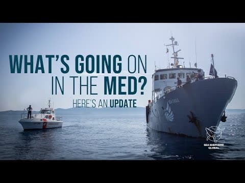 What’s Going On in the Med? Here’s the Update!