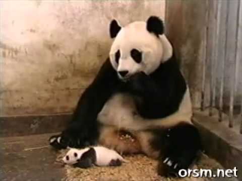The Sneezing Baby Panda (HQ)