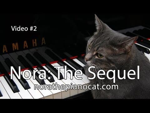 Nora the Piano Cat: The Sequel