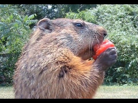 Just a groundhog eating a tomato