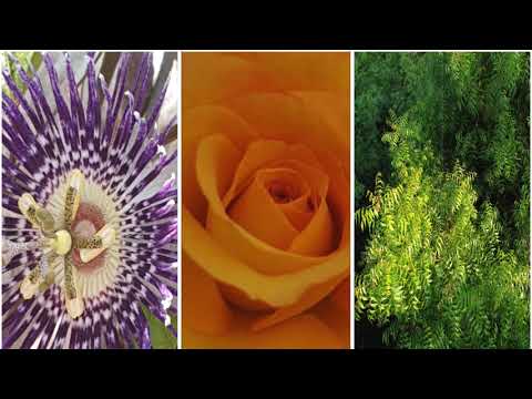 Fractals in Nature || Chaos