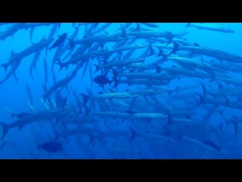Diving Sudan - Reef - Cousteau précontinent 2 - Soudan 2013