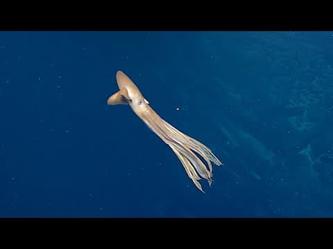One Seamount, THREE Dumbo Octopus | Nautilus Live