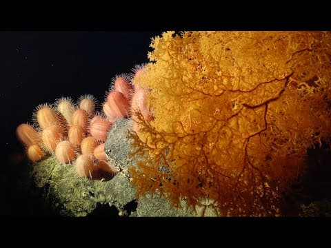 Ecosystems of Importance | Seamounts of the SE Pacific - Week 5